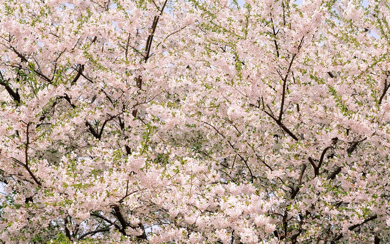 Flowers close-up (16) #4 - 1280x800