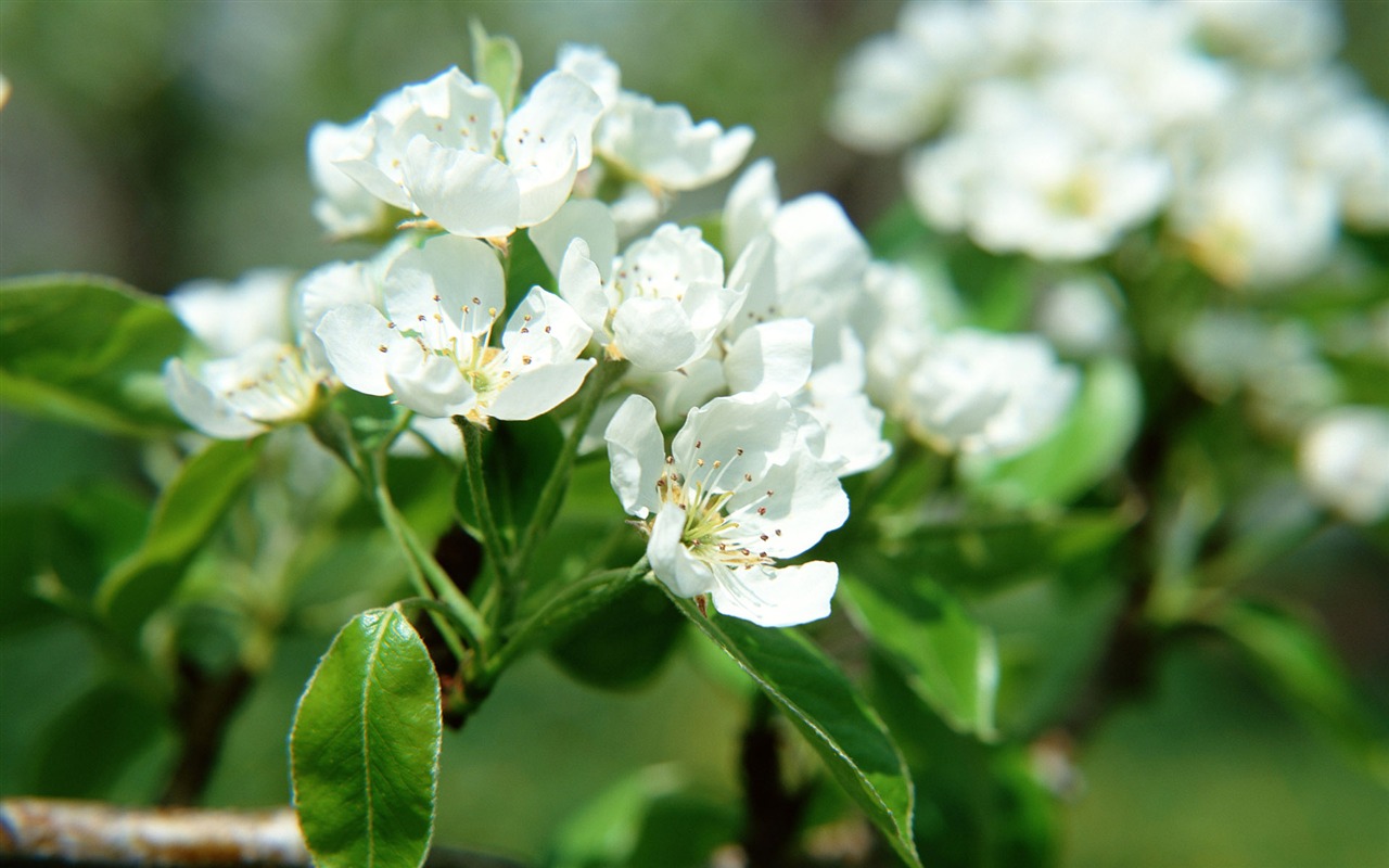 Flowers close-up (16) #8 - 1280x800