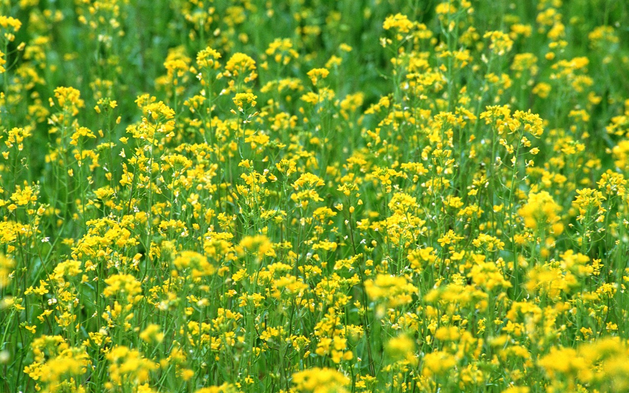 Flowers close-up (16) #9 - 1280x800