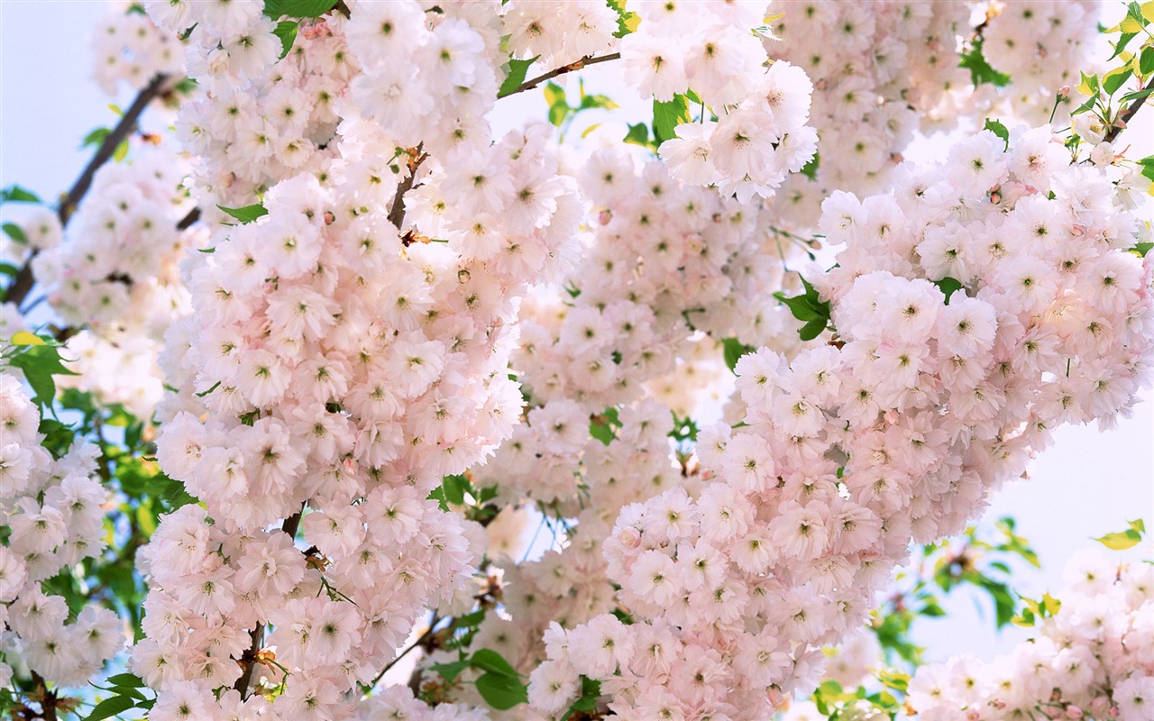 Flowers close-up (16) #14 - 1280x800