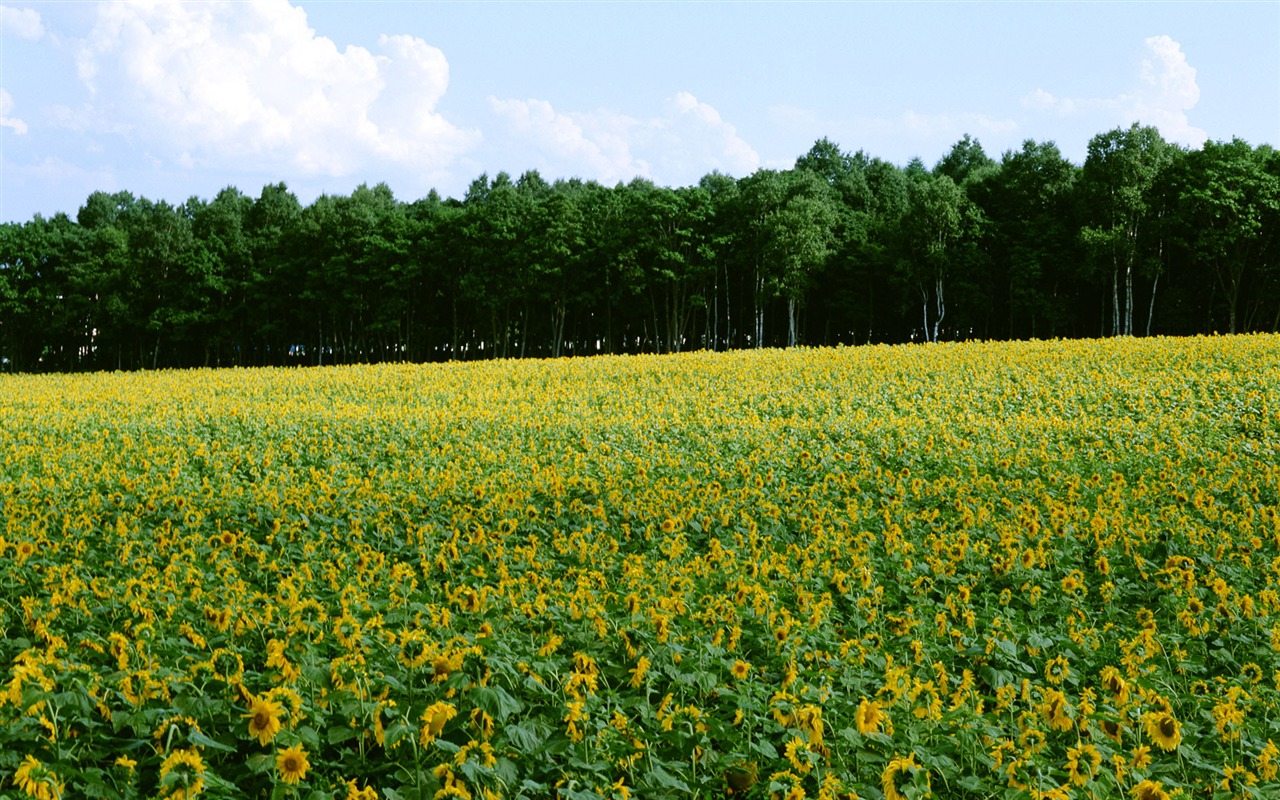 Fleurs en gros plan (16) #15 - 1280x800