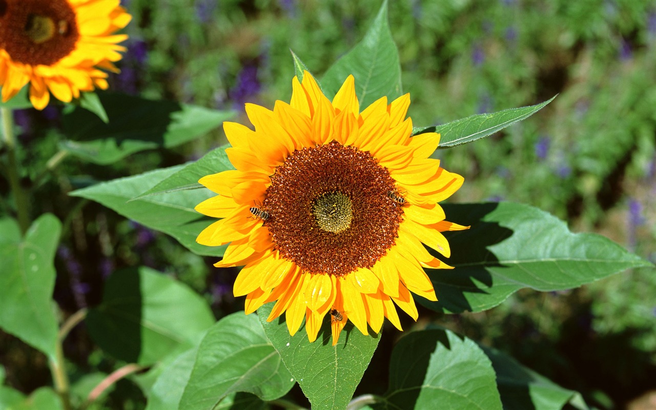 Fleurs en gros plan (16) #18 - 1280x800