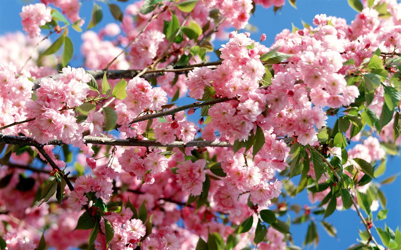 Flowers close-up (16) #19 - 1280x800