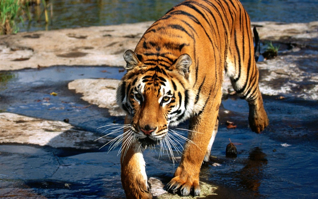 Tiger Foto tapety (3) #2 - 1280x800