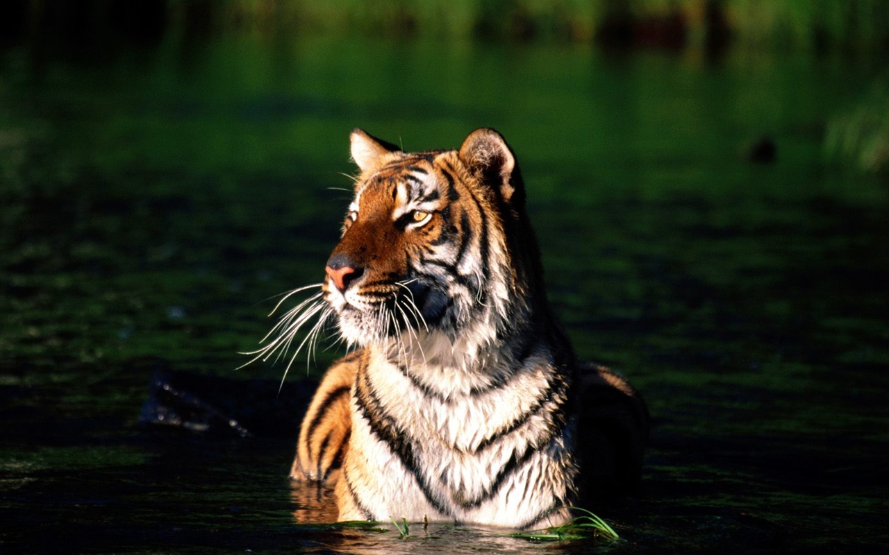 Fond d'écran Tiger Photo (3) #3 - 1280x800