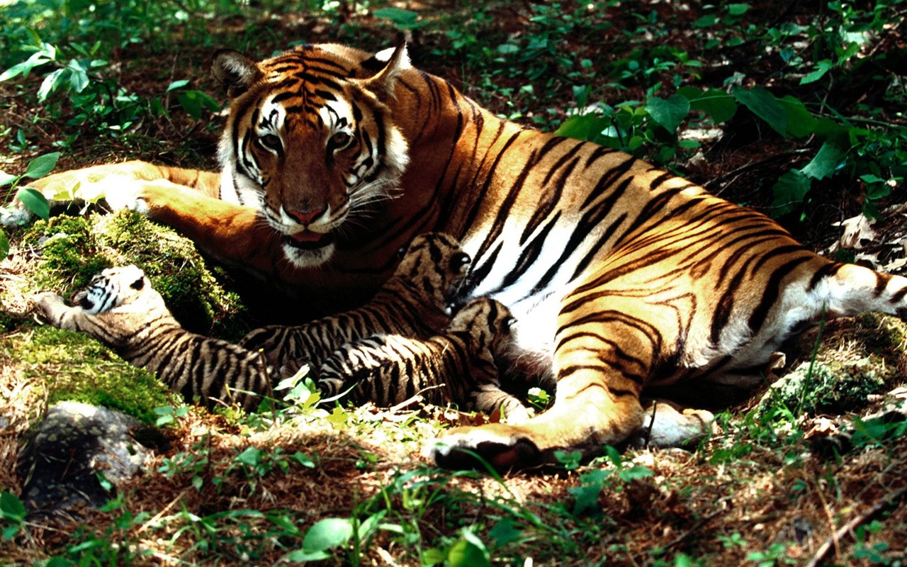 Tiger Foto tapety (3) #8 - 1280x800