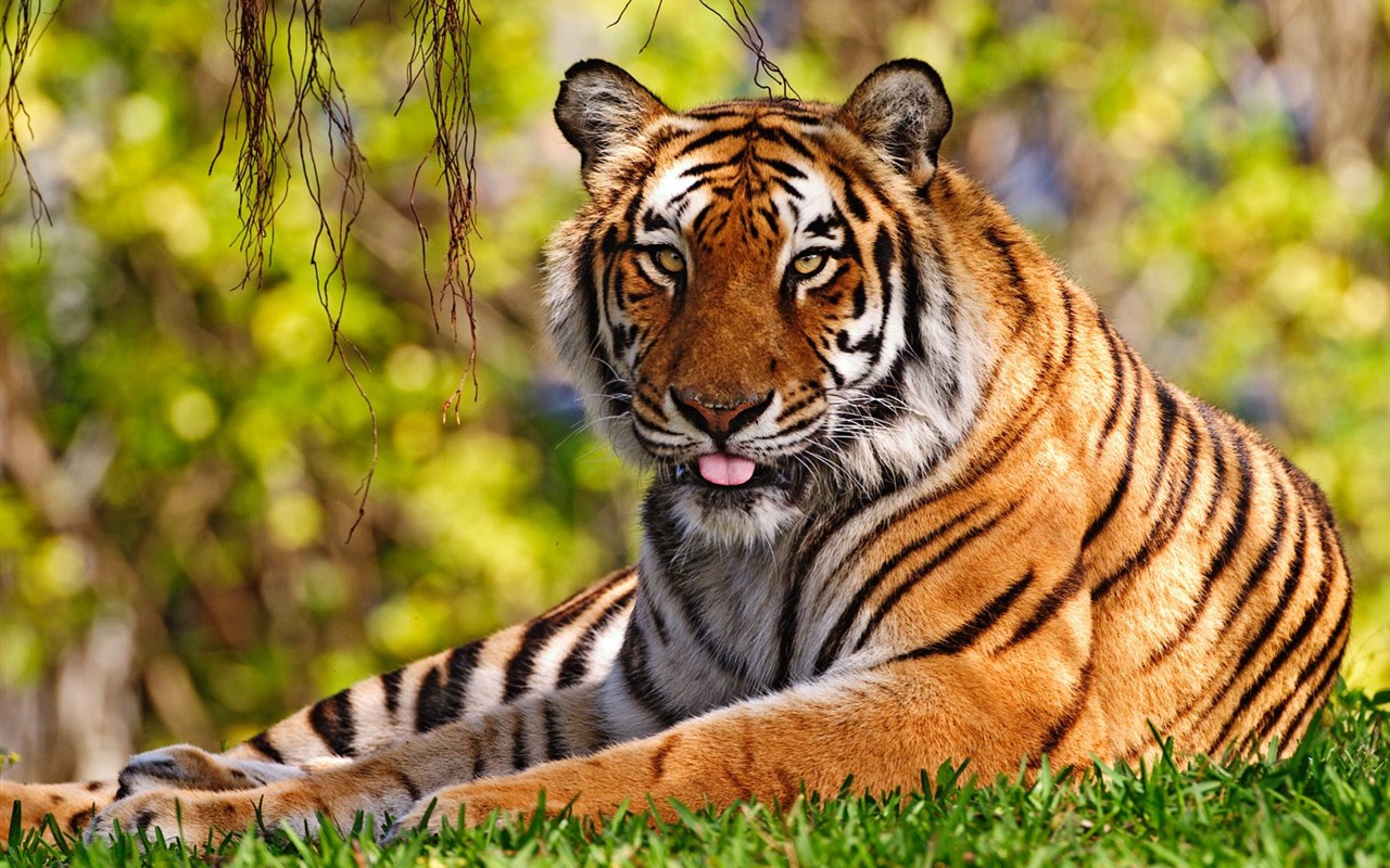 Tiger Foto tapety (3) #10 - 1280x800