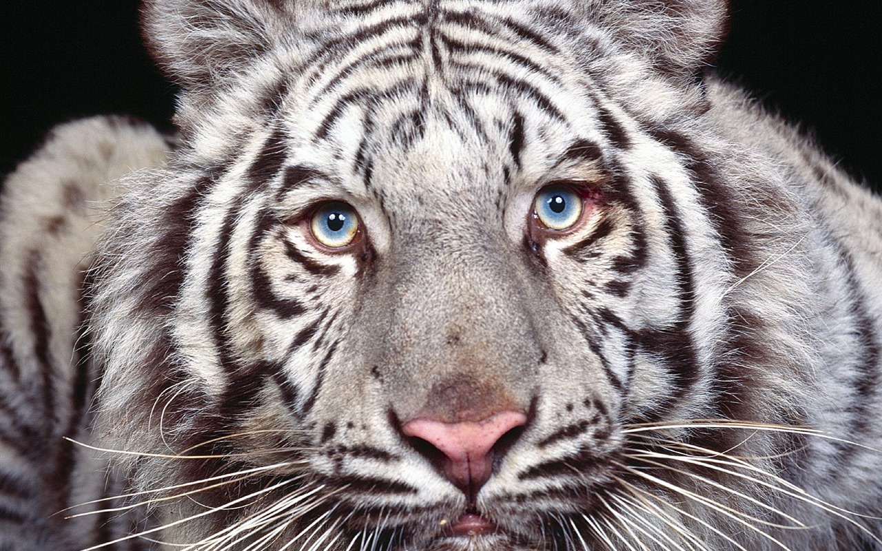 Tiger Foto tapety (3) #12 - 1280x800
