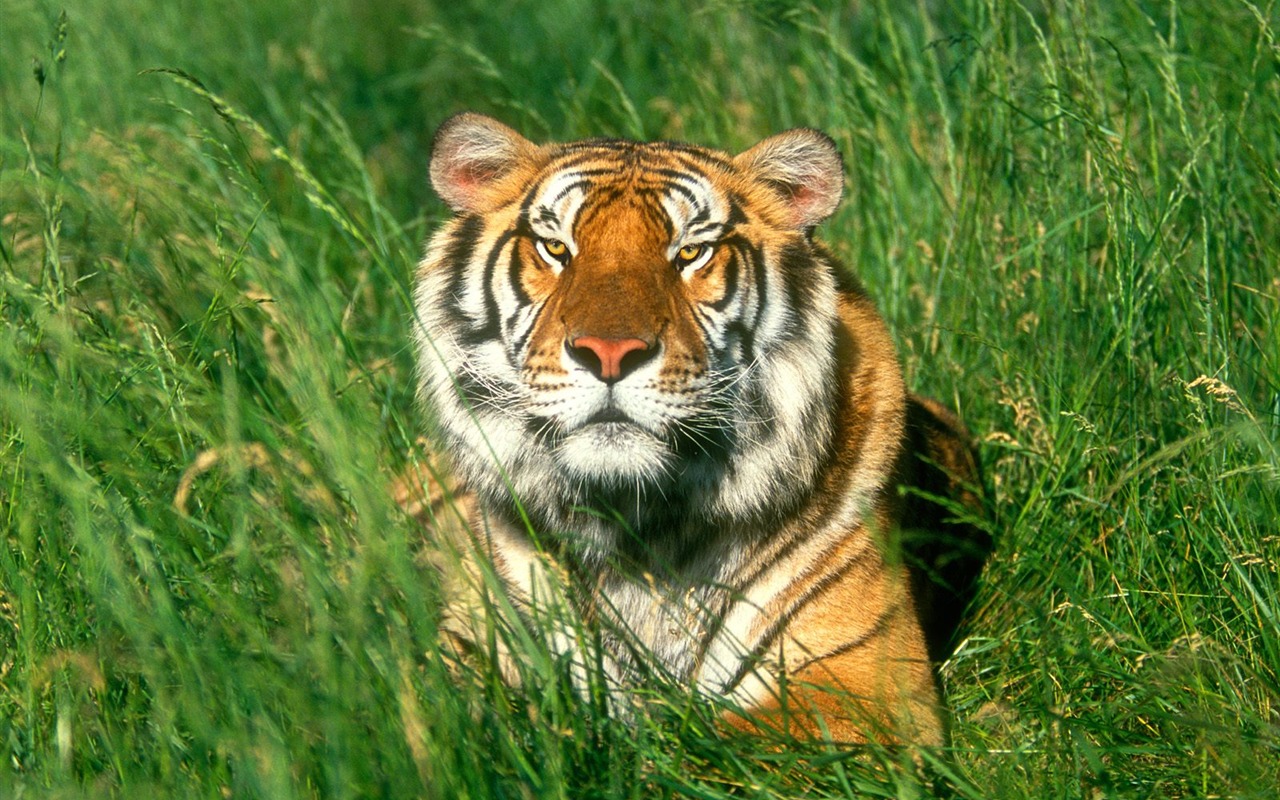 Tiger Foto tapety (3) #14 - 1280x800