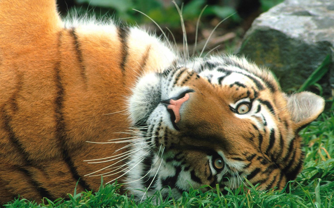 Tiger Foto tapety (3) #16 - 1280x800