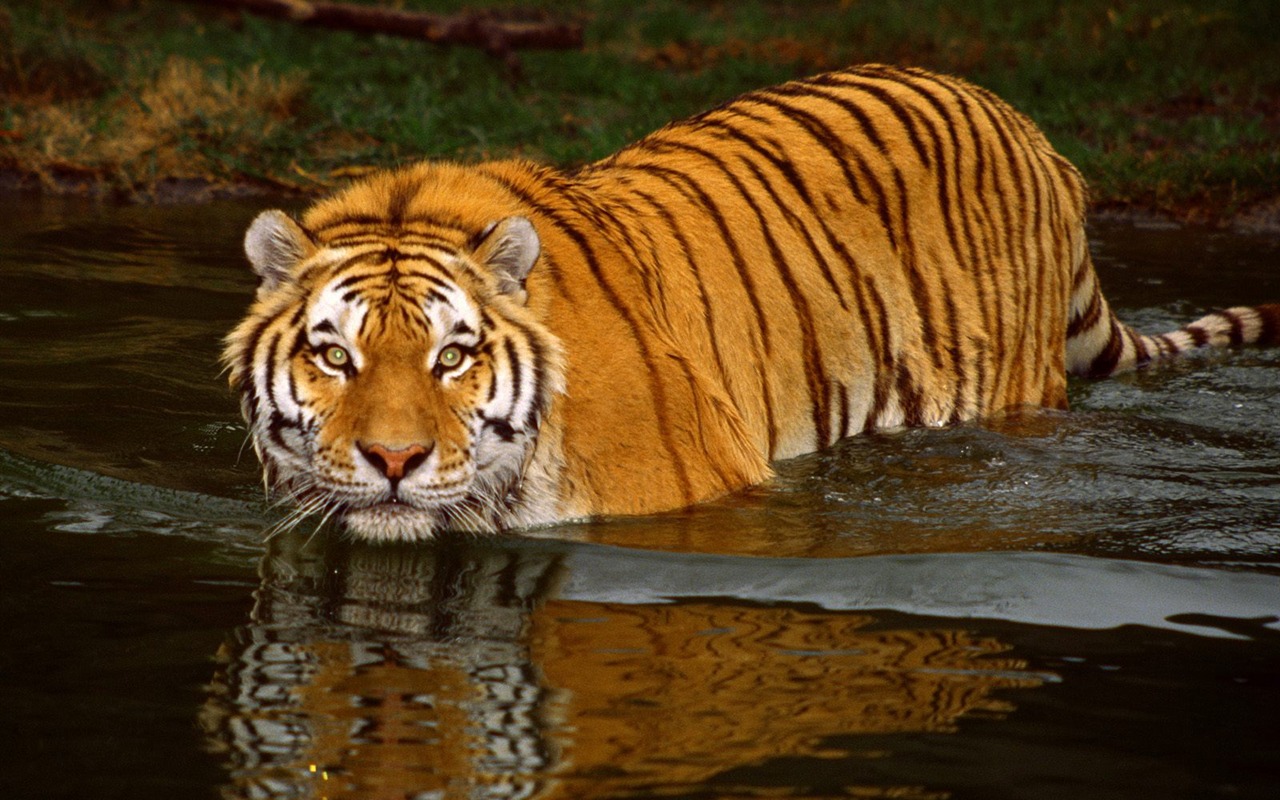 Tiger Foto tapety (3) #17 - 1280x800