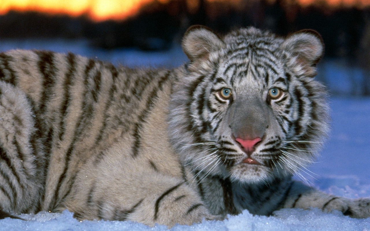 Tiger Foto tapety (3) #18 - 1280x800