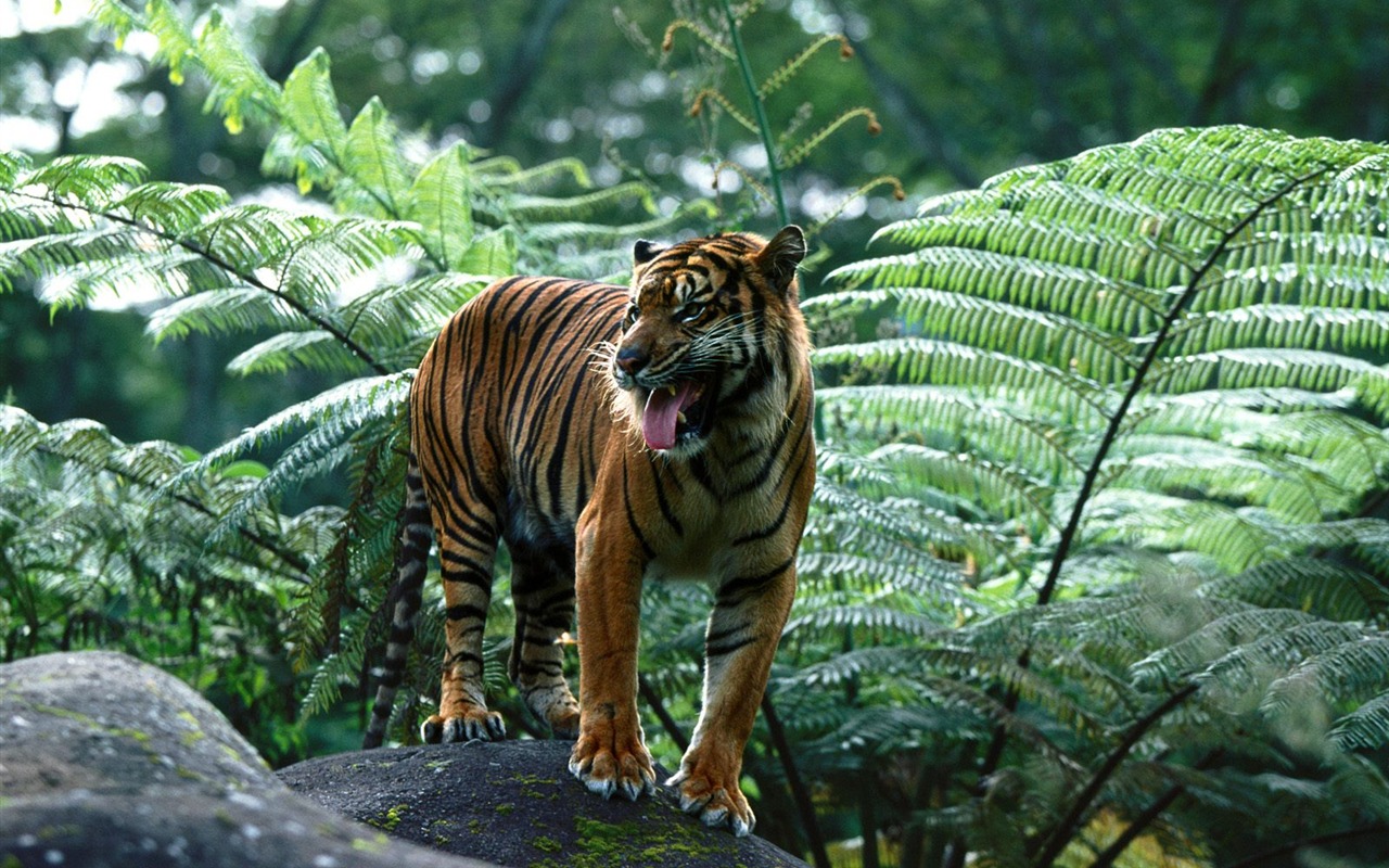 Tiger Foto tapety (3) #20 - 1280x800
