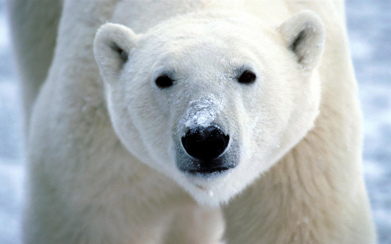 Polar Bear Foto Wallpaper #1 - 1280x800
