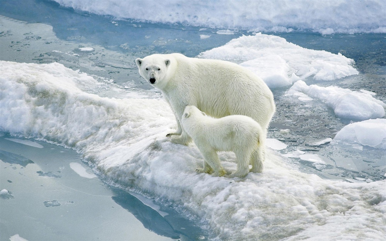 El oso polar Foto Wallpaper #2 - 1280x800