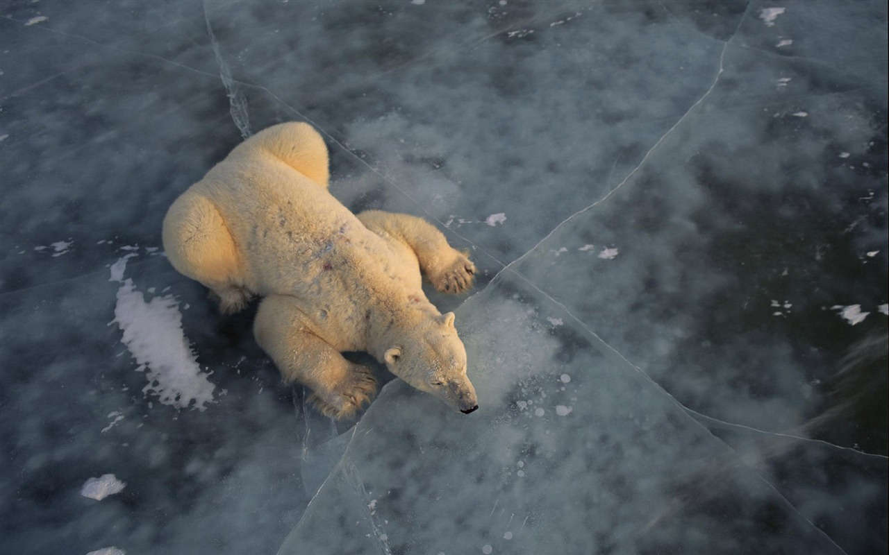 Polar Bear Foto Wallpaper #3 - 1280x800