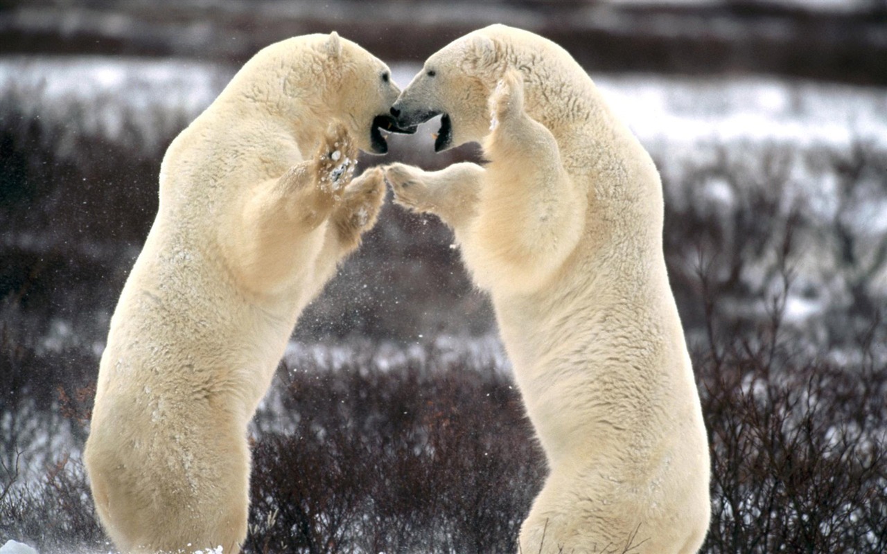 北极熊写真壁纸5 - 1280x800