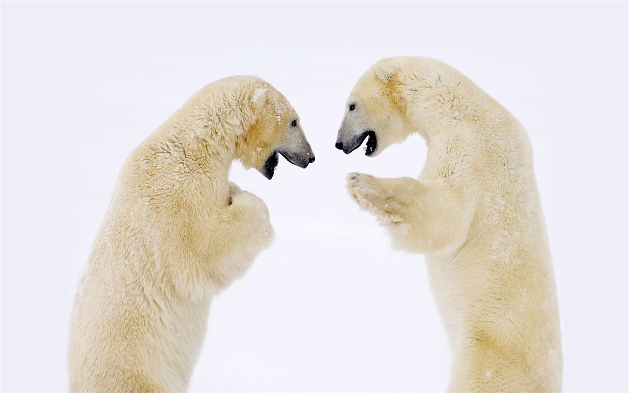 Polar Bear Foto Wallpaper #6 - 1280x800