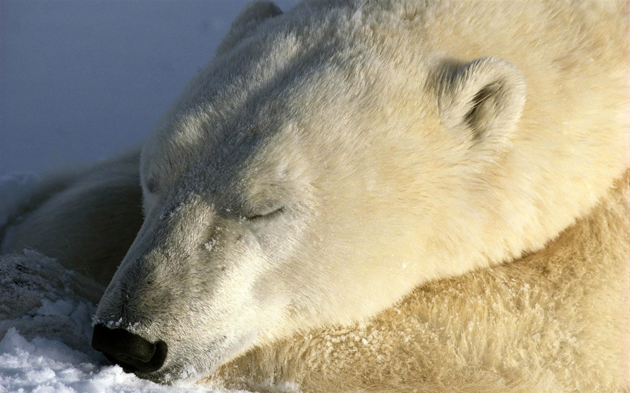 El oso polar Foto Wallpaper #8 - 1280x800