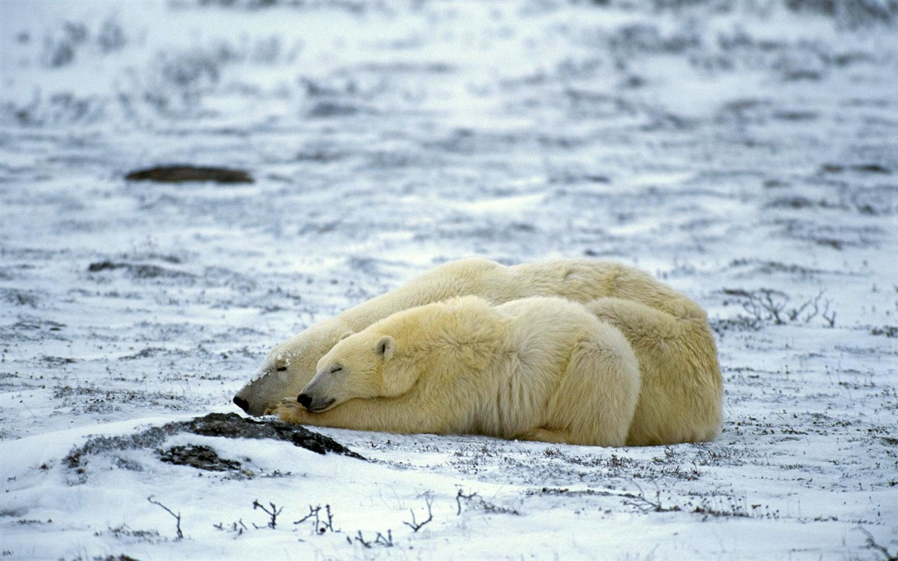 El oso polar Foto Wallpaper #10 - 1280x800