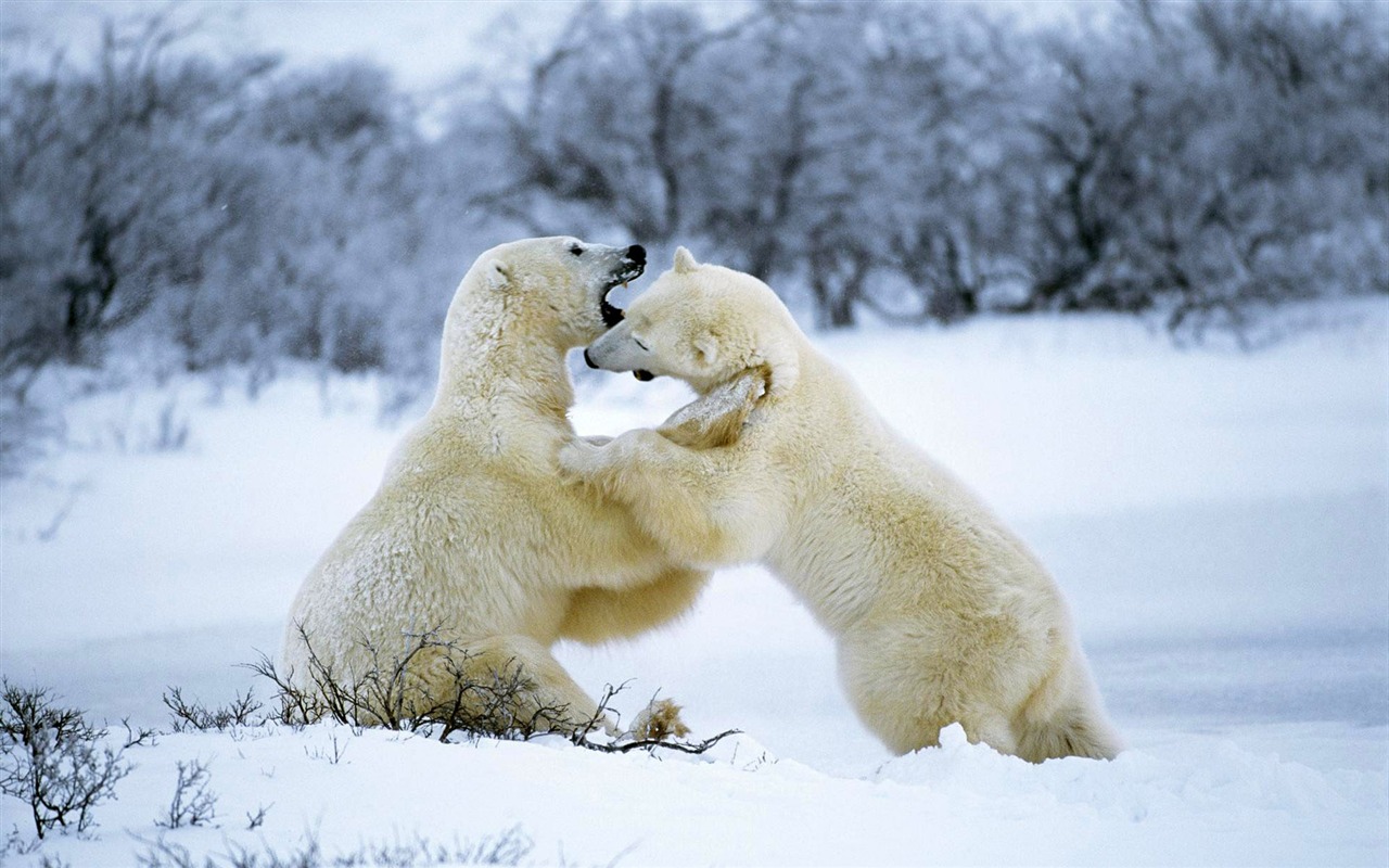 Polar Bear Foto Wallpaper #11 - 1280x800