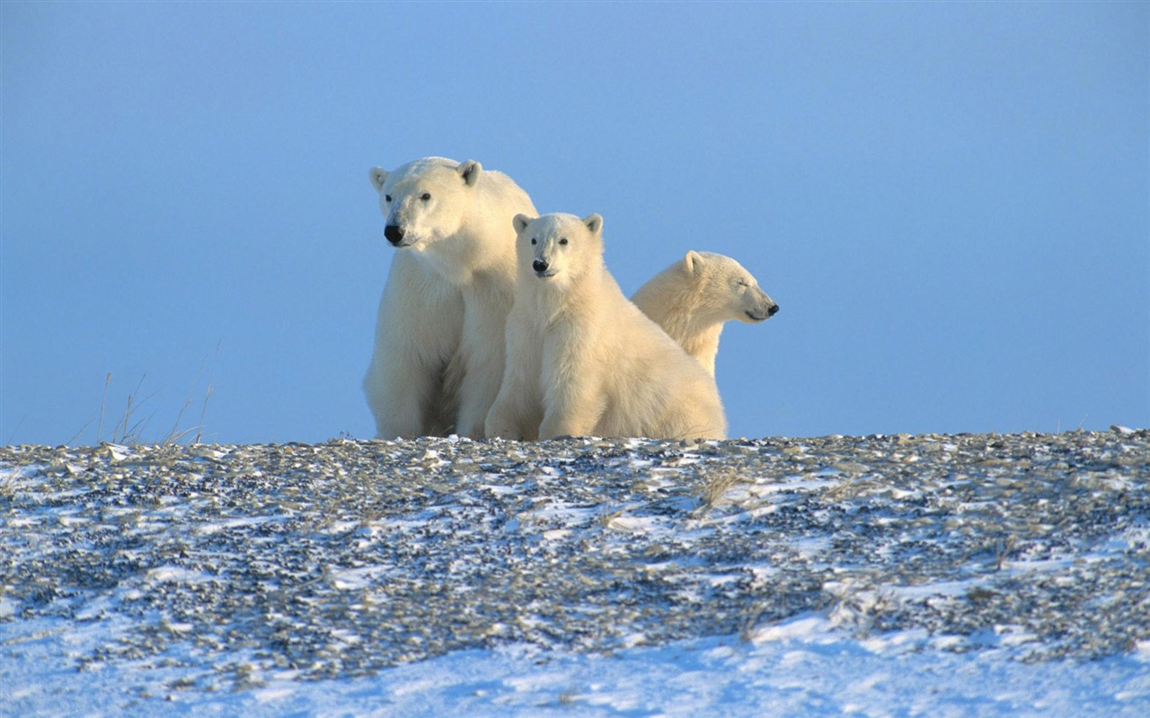 Polar Bear Foto Wallpaper #13 - 1280x800