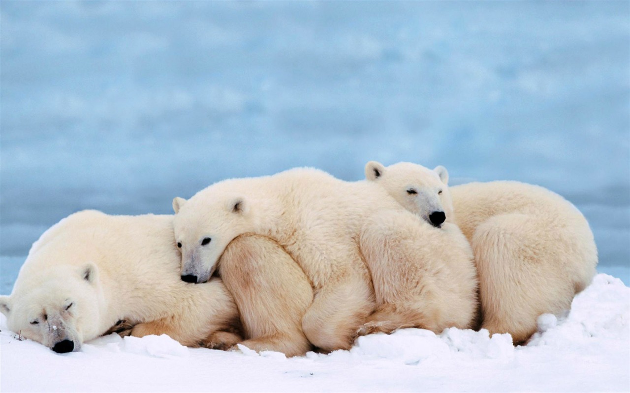 Polar Bear Foto Wallpaper #14 - 1280x800