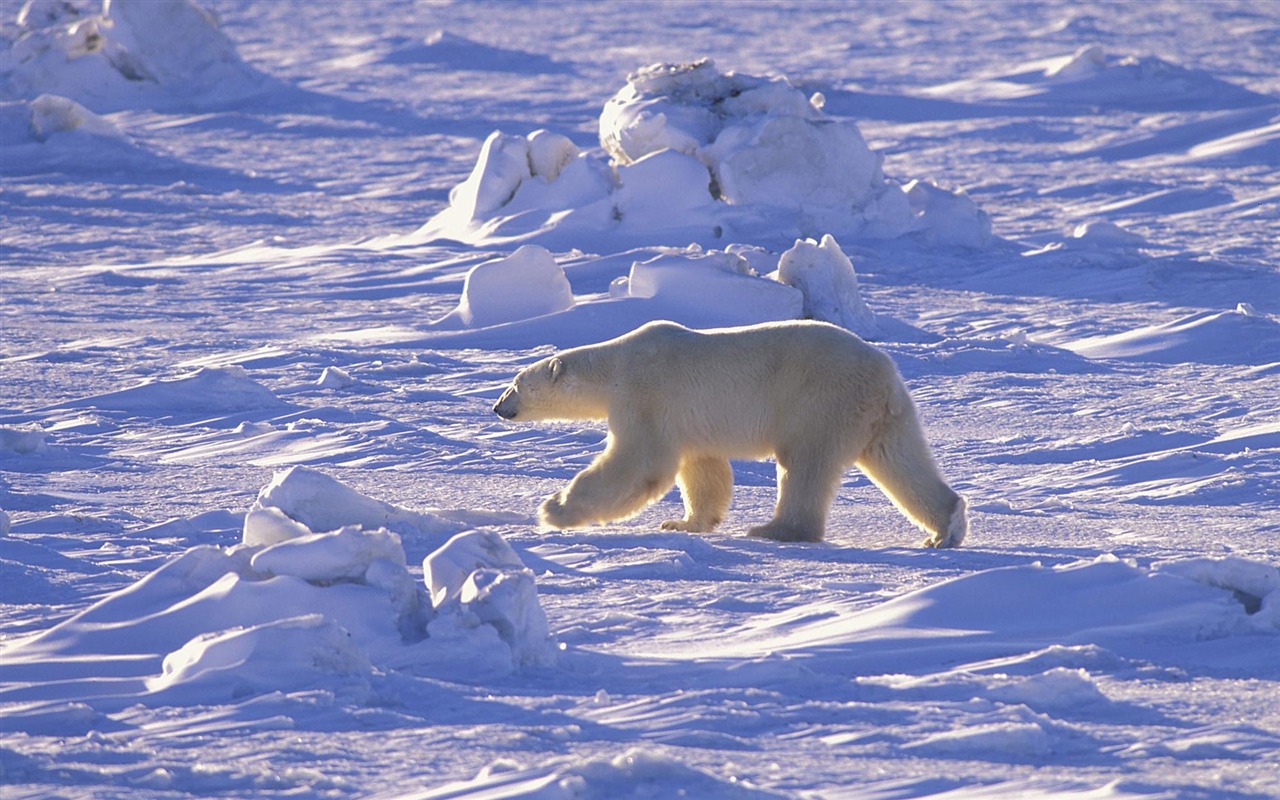 El oso polar Foto Wallpaper #15 - 1280x800