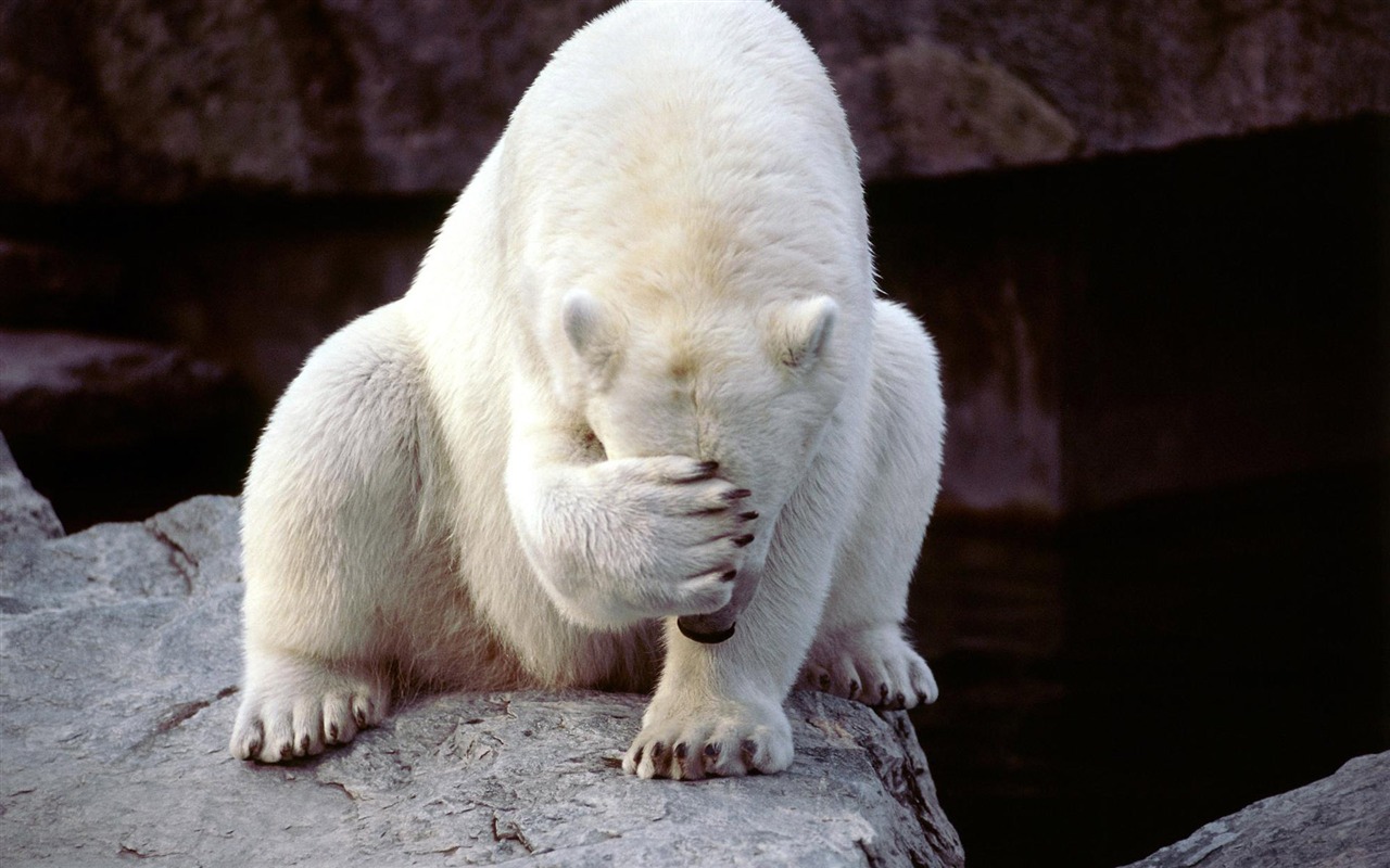 Polar Bear Foto Wallpaper #18 - 1280x800