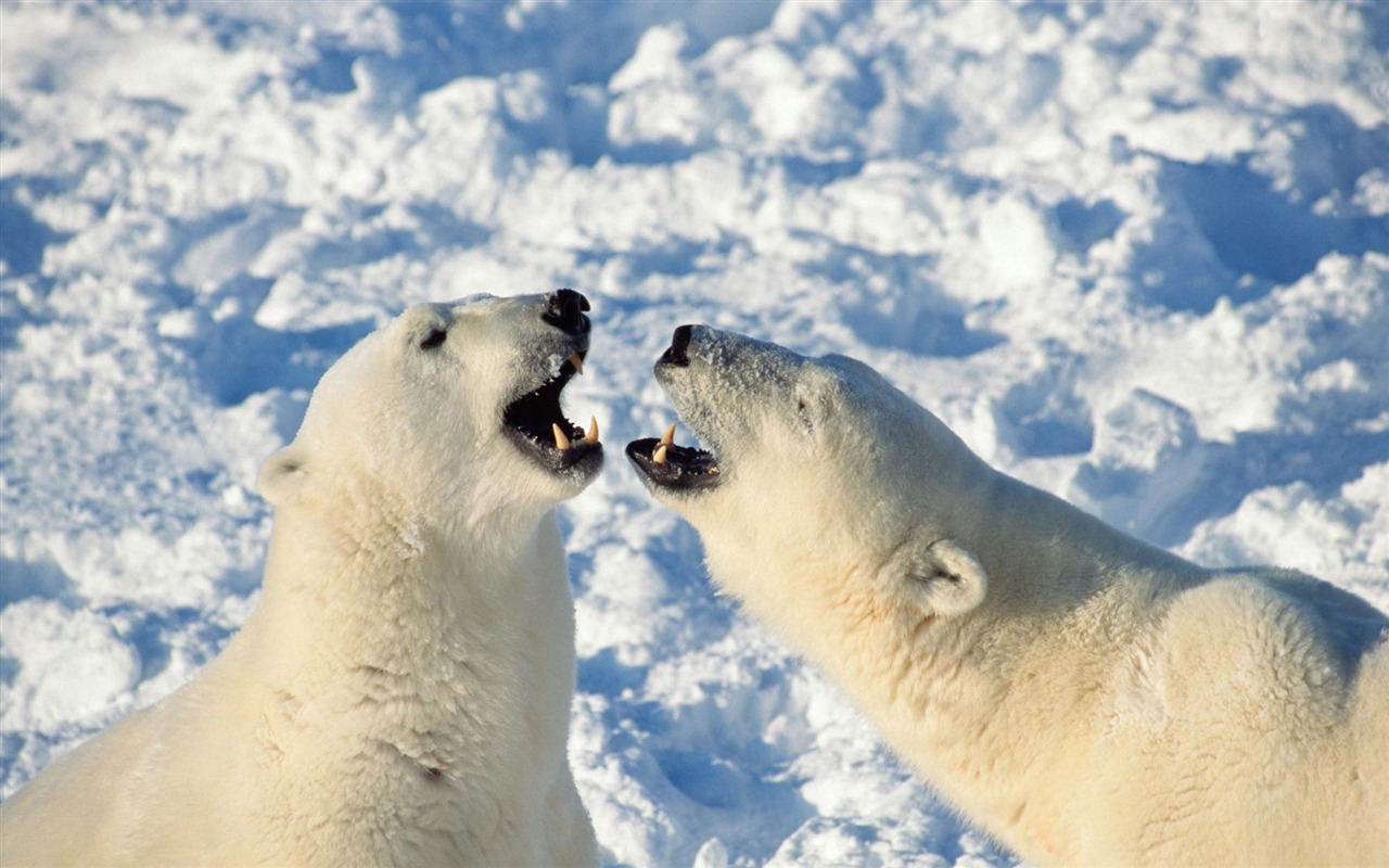 Polar Bear Foto Wallpaper #20 - 1280x800