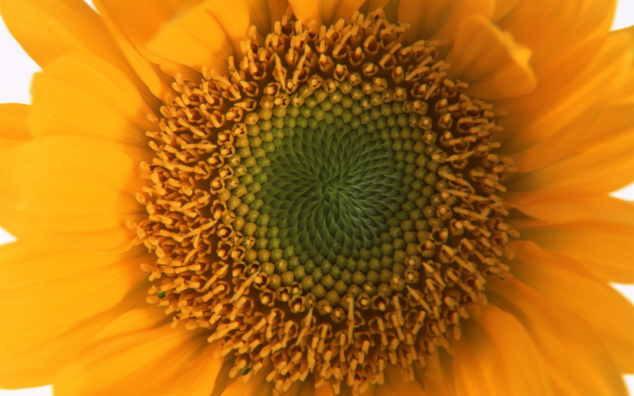 Flowers close-up (17) #2 - 1280x800