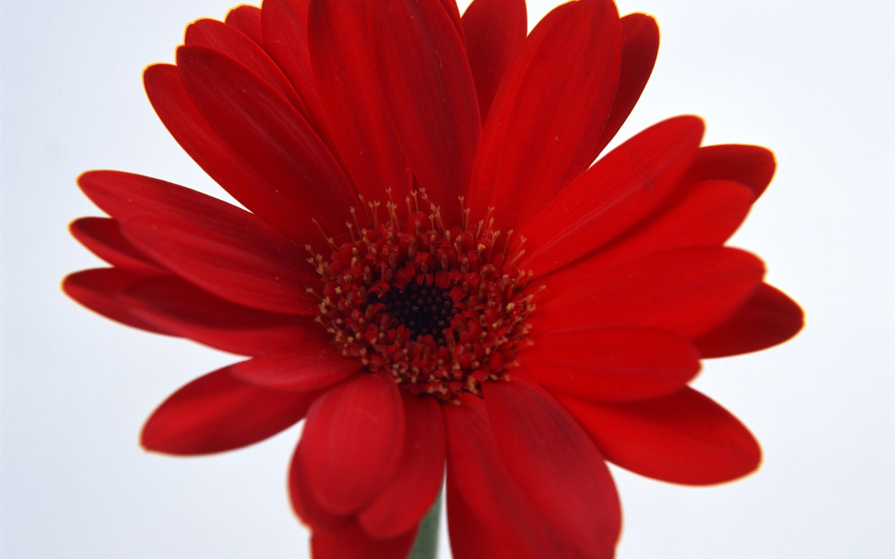 Flowers close-up (17) #5 - 1280x800