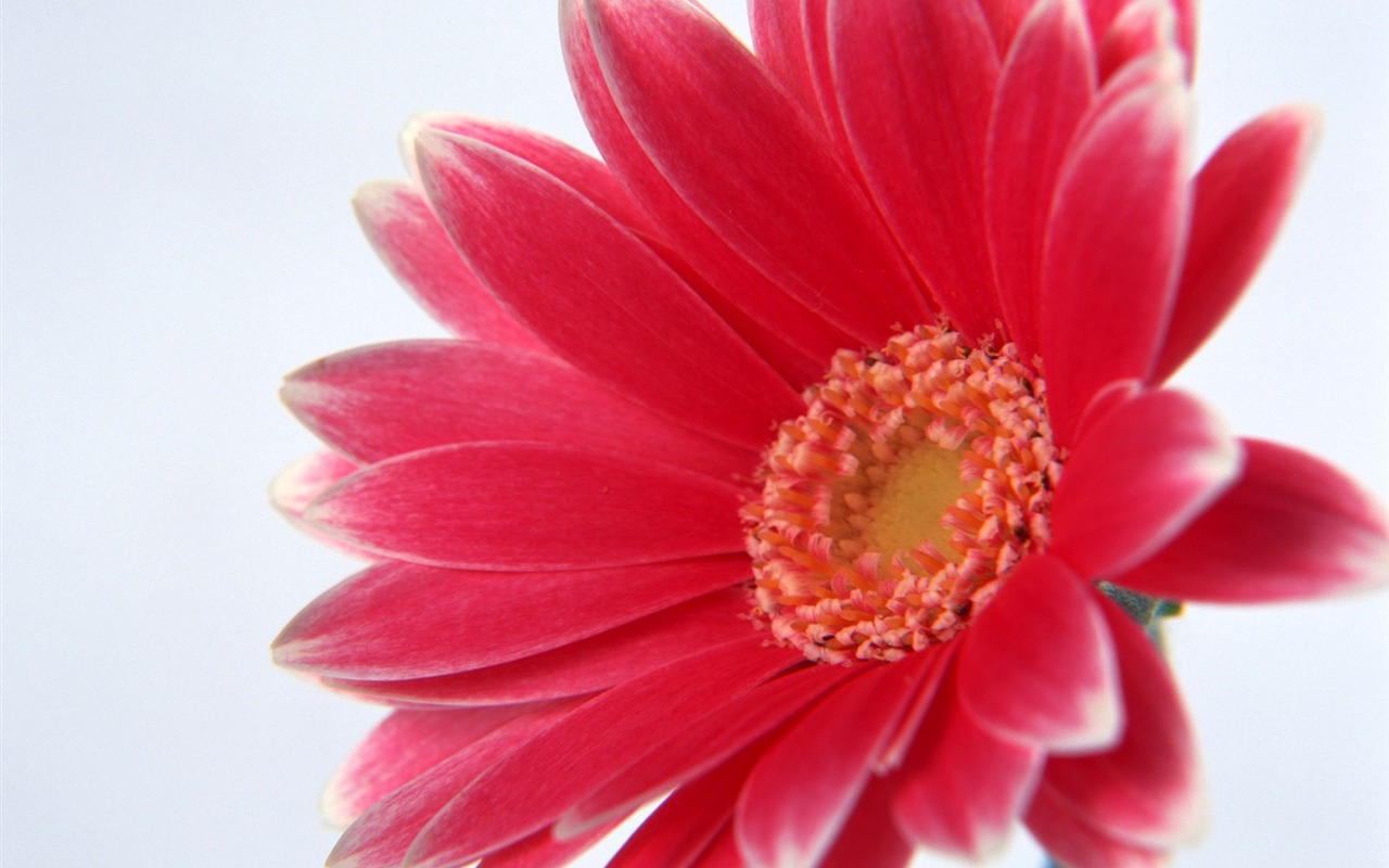 Flowers close-up (17) #6 - 1280x800