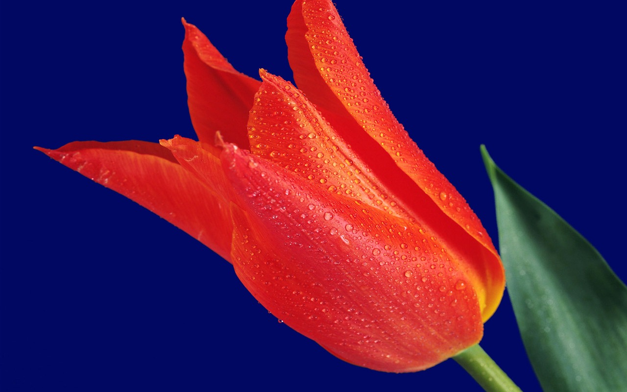 Flowers close-up (17) #8 - 1280x800