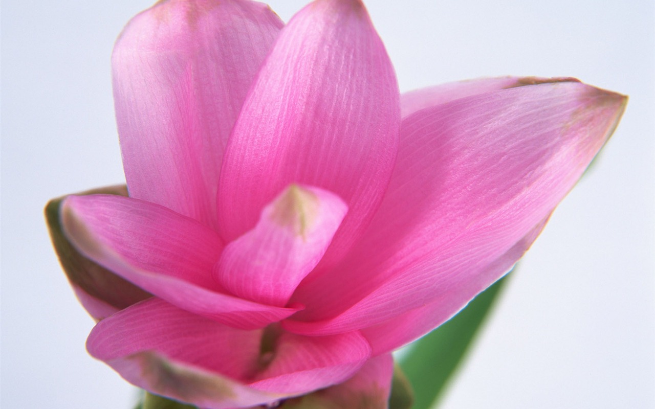 鮮花特寫(17) #10 - 1280x800