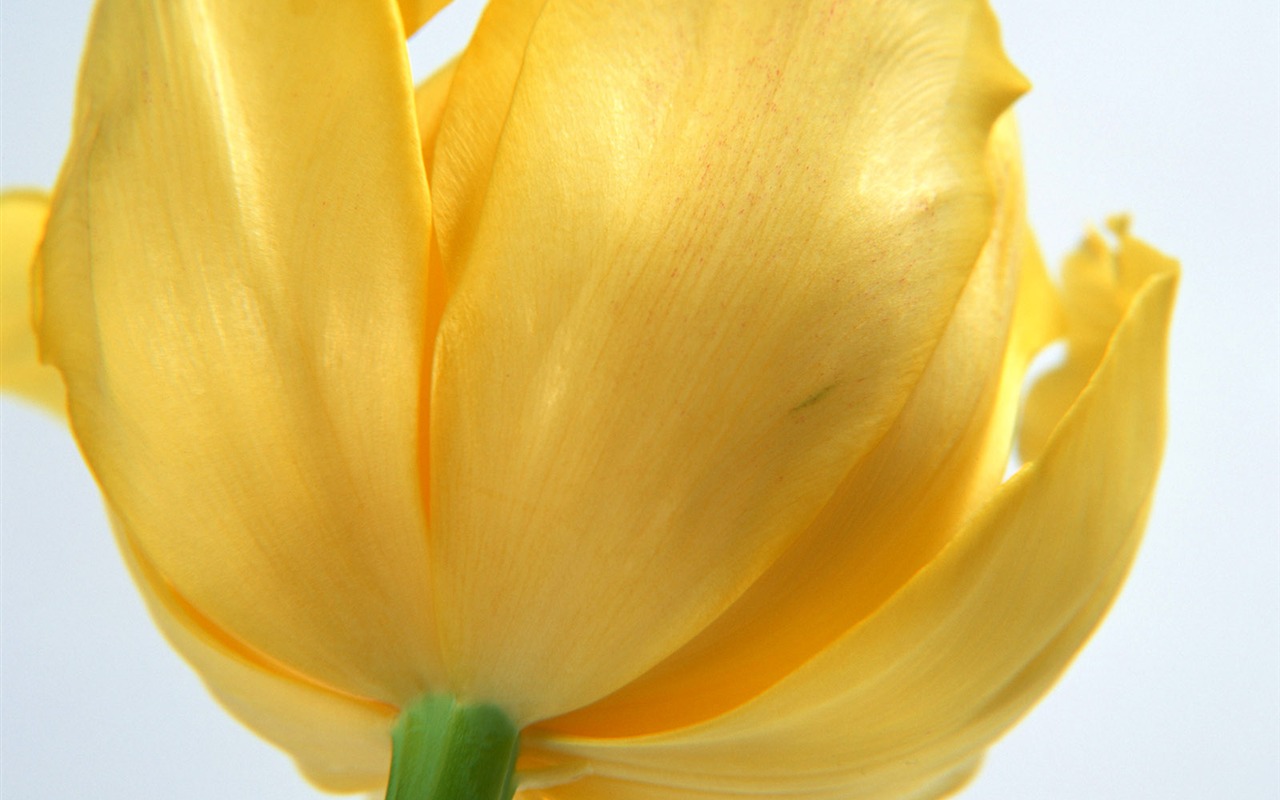 Flowers close-up (17) #11 - 1280x800
