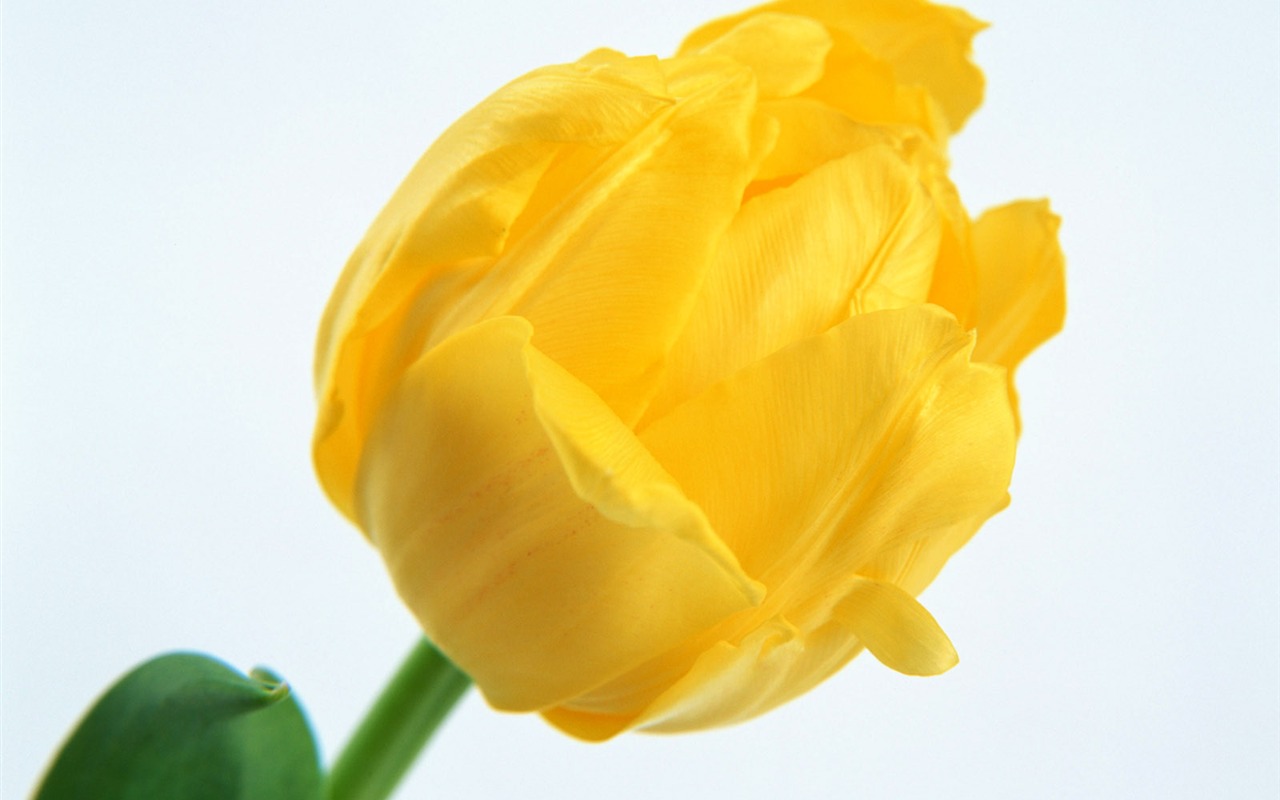 Flowers close-up (17) #12 - 1280x800