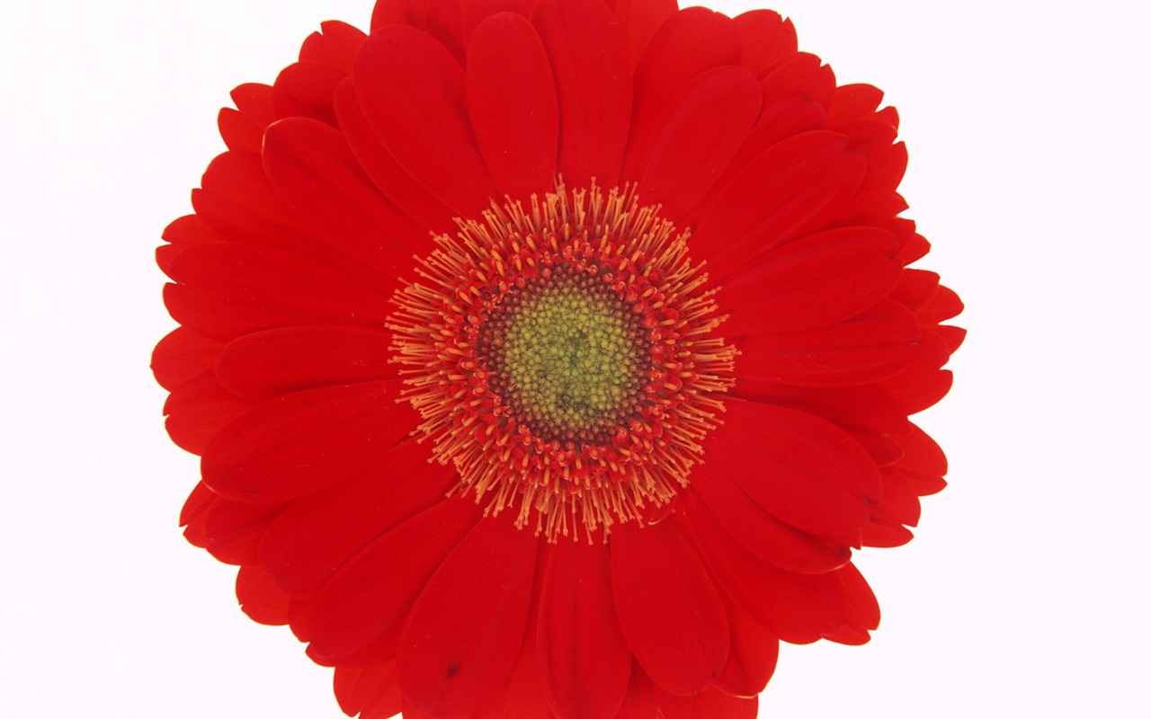 Flowers close-up (17) #13 - 1280x800