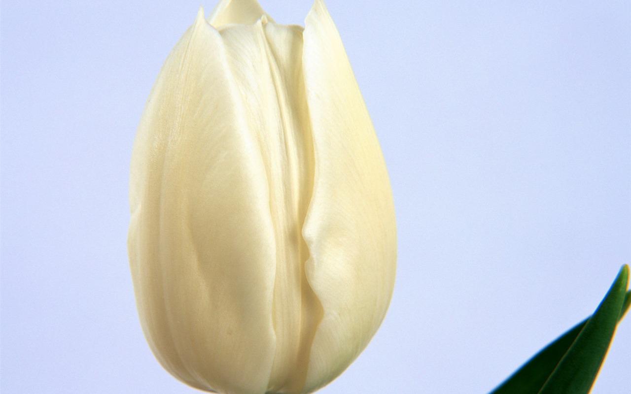 Flowers close-up (17) #18 - 1280x800