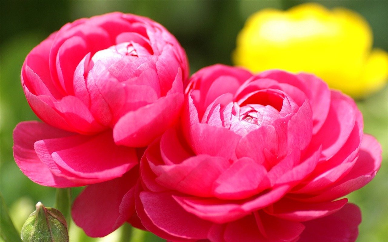 Rounds and flowers series wallpaper #1 - 1280x800