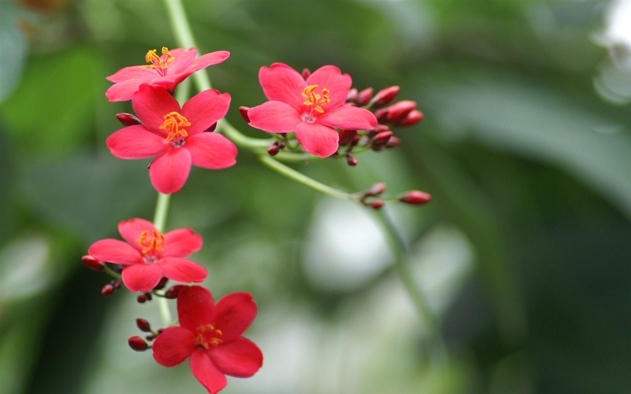 大紅大紫名花系列壁紙 #2 - 1280x800