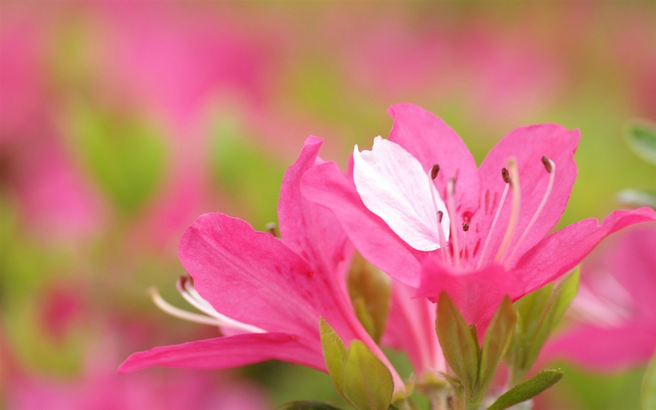 반올림 꽃 시리즈 배경 화면 #4 - 1280x800