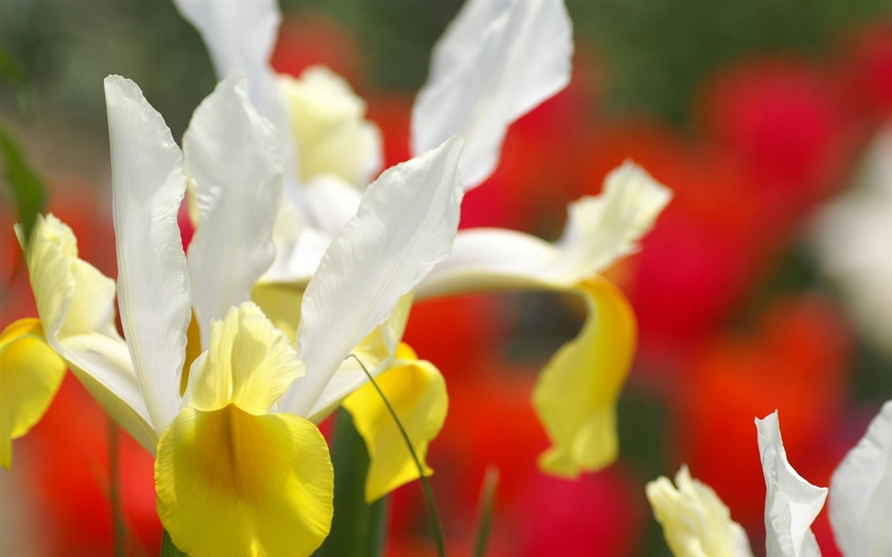 Rounds and flowers series wallpaper #5 - 1280x800