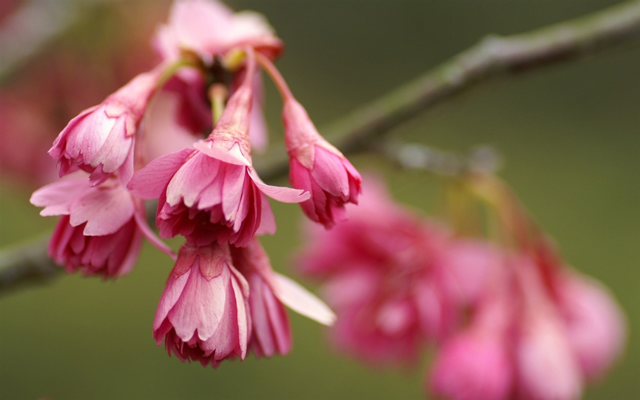 Rounds and flowers series wallpaper #6 - 1280x800