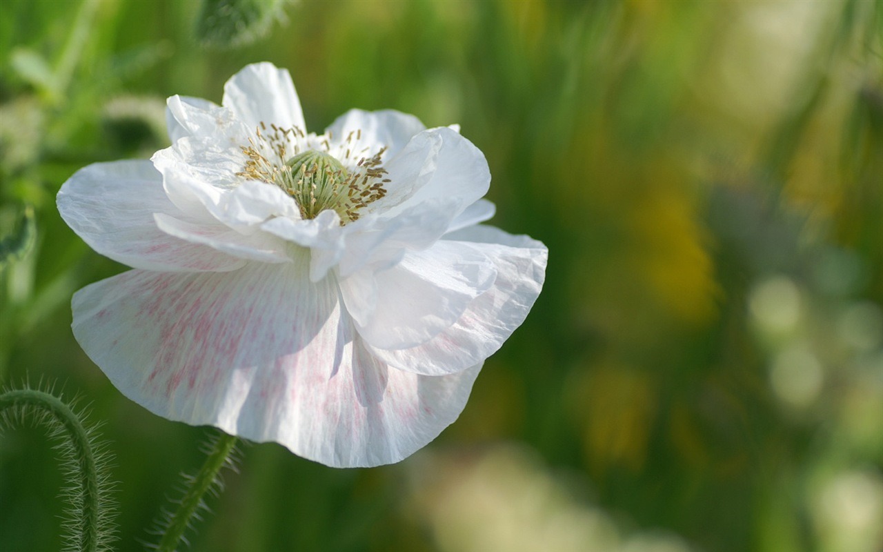Rounds and flowers series wallpaper #7 - 1280x800