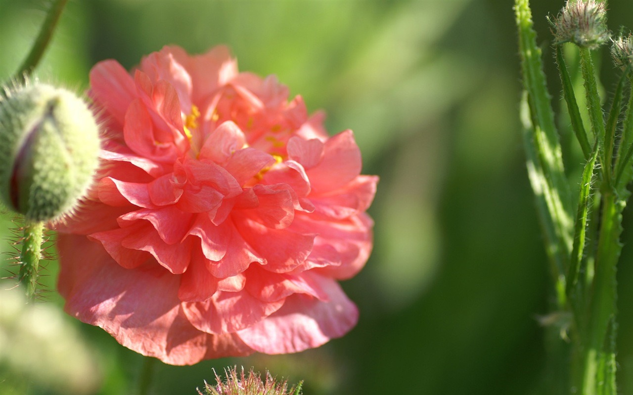 Rounds and flowers series wallpaper #10 - 1280x800
