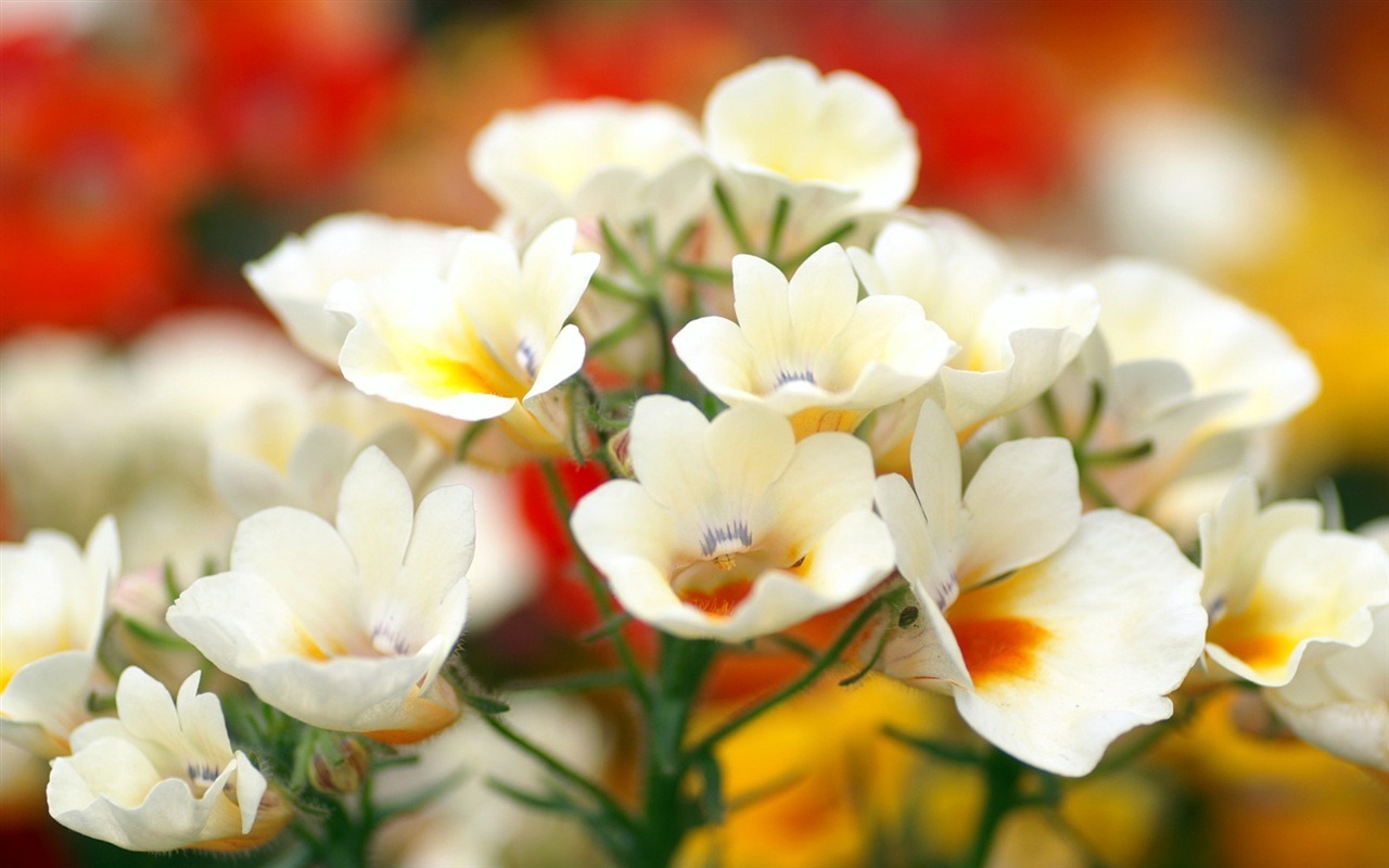 Rounds and flowers series wallpaper #11 - 1280x800