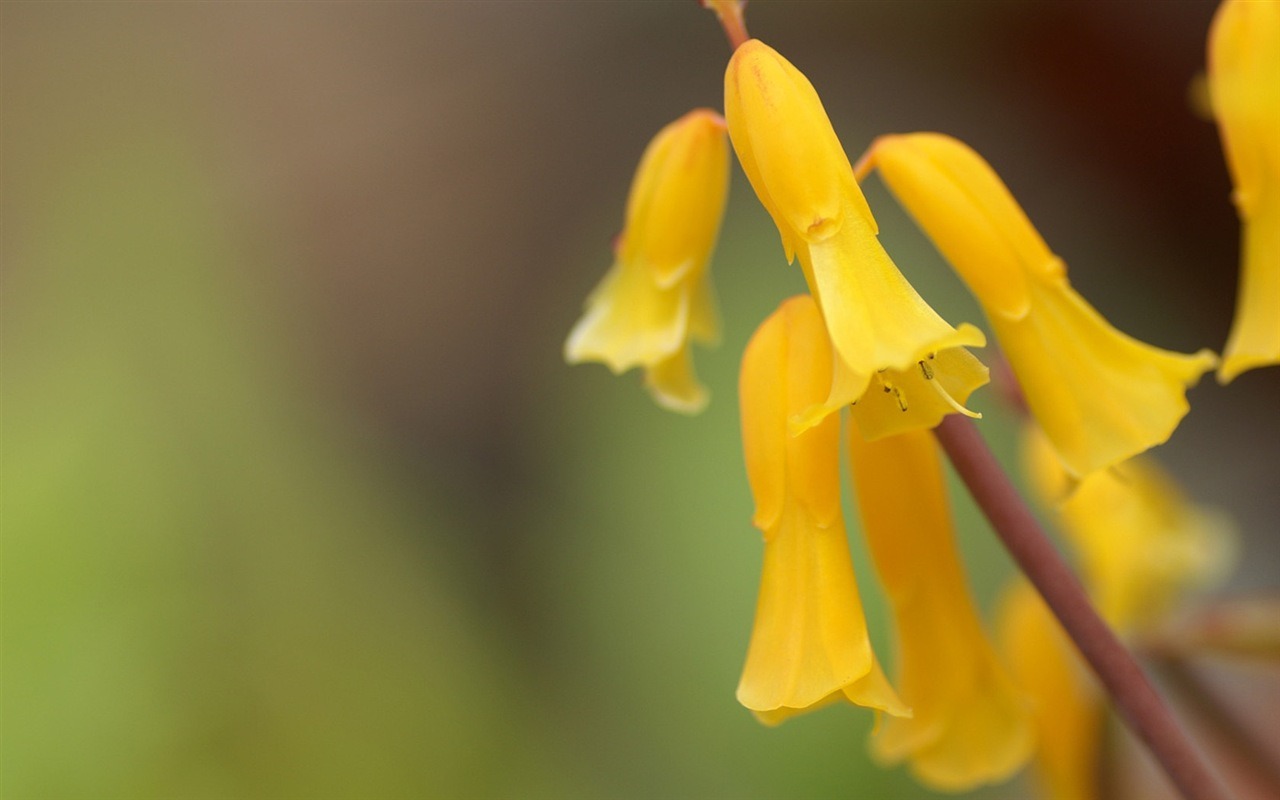 Rounds and flowers series wallpaper #14 - 1280x800
