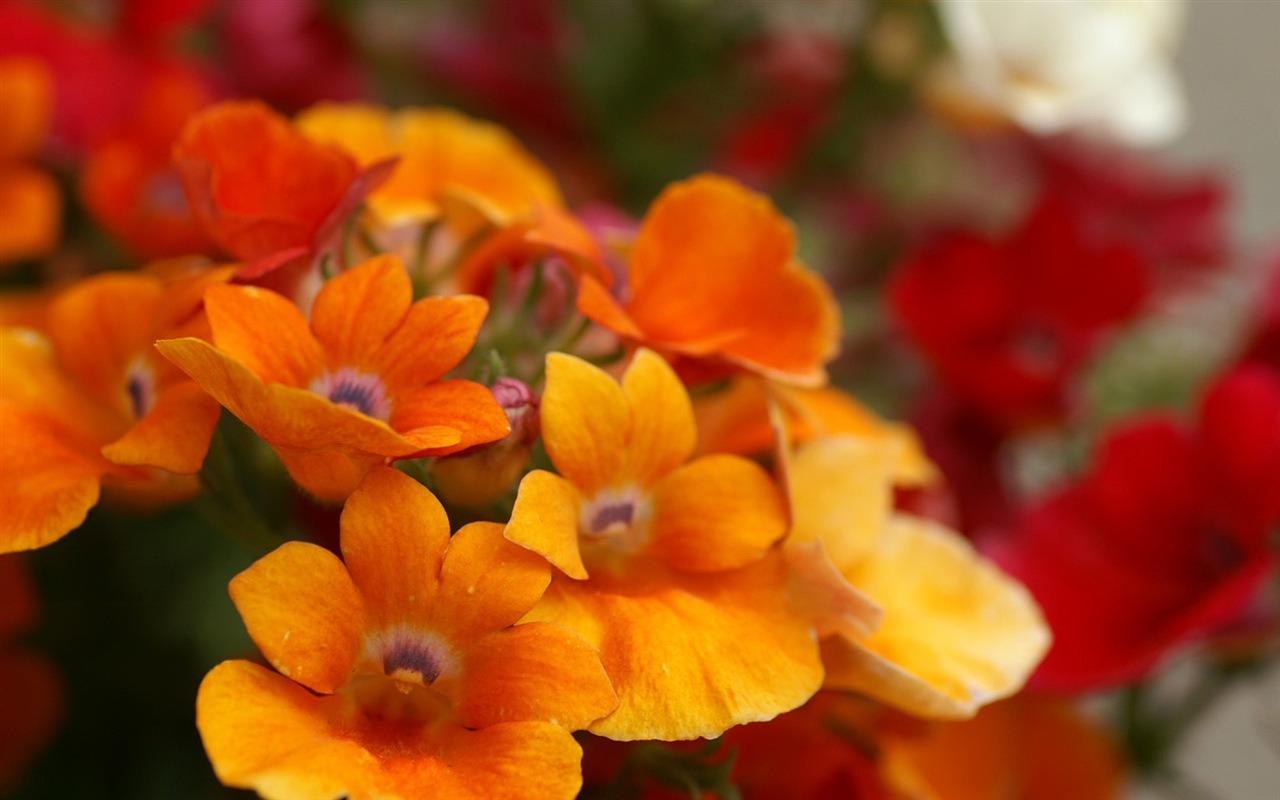 Rounds and flowers series wallpaper #16 - 1280x800