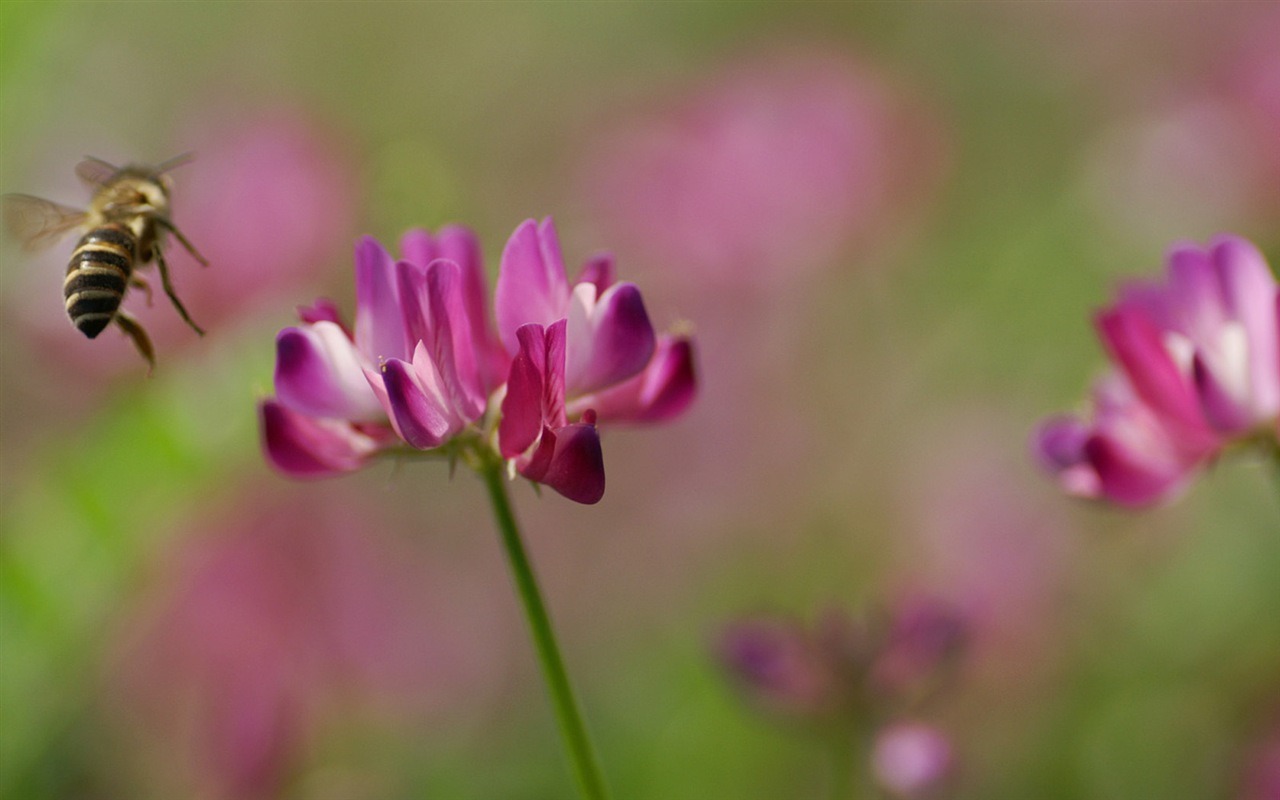 반올림 꽃 시리즈 배경 화면 #17 - 1280x800